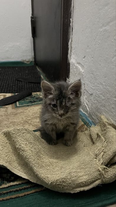 Котенок отдам в добрые руки