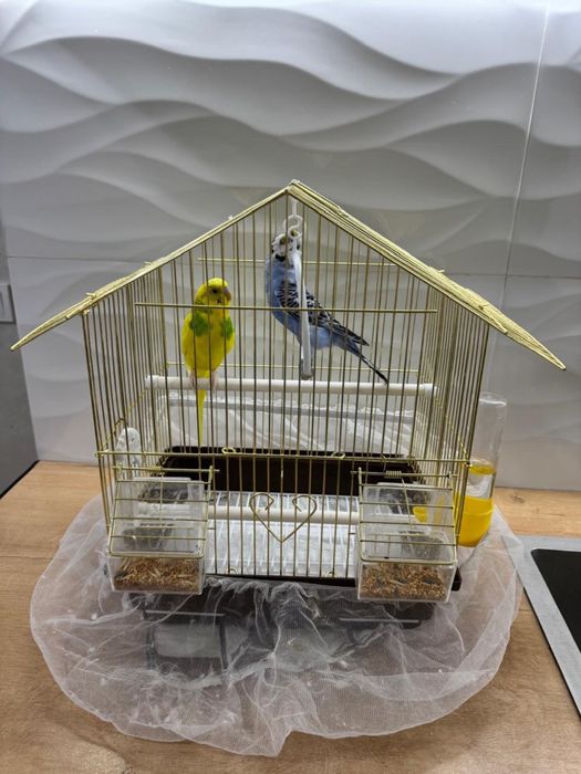 Попугай волныстые, продам