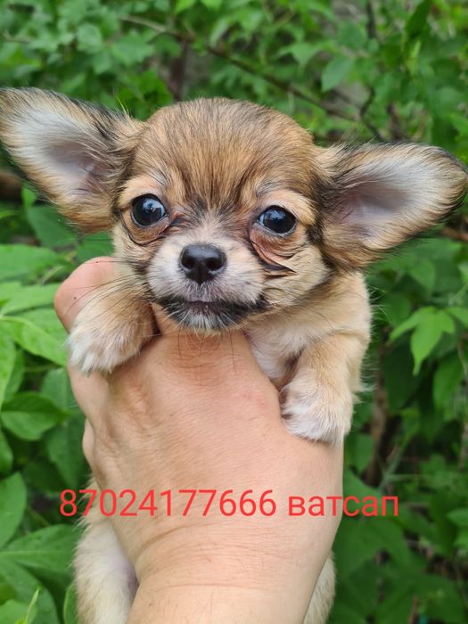 Продам щенков чихуахуа