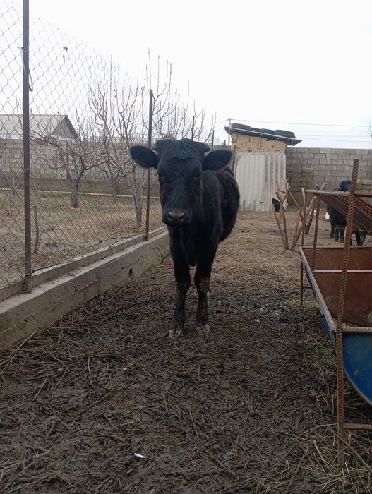 Жывотнын теленок