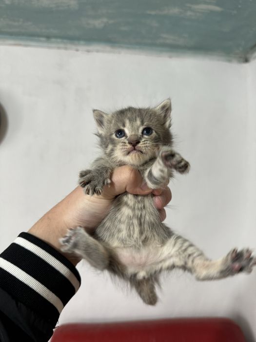 Продам котят шотладнские