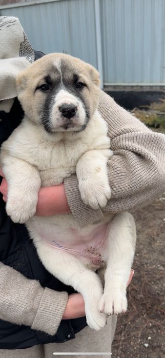 щенки алабая в продаже