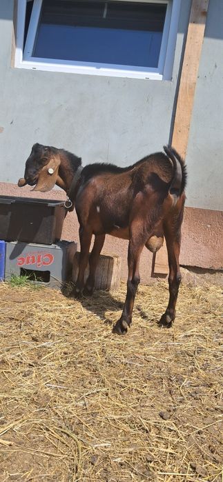 Tap Angolo Nubian
