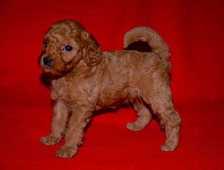 Той -пудель ,очаровательные малыши!