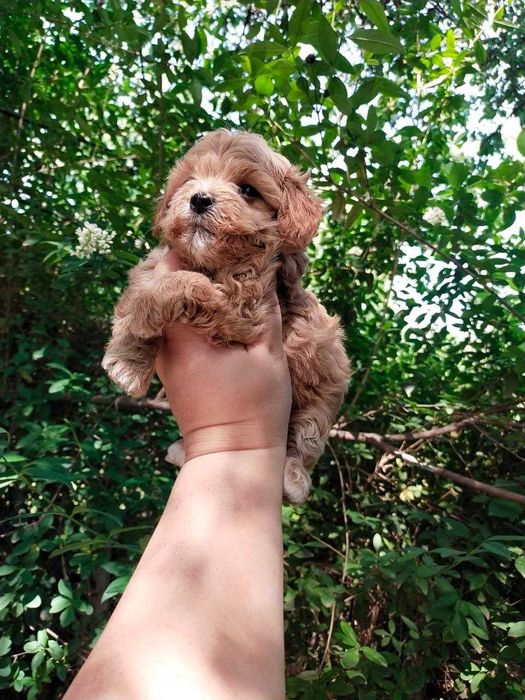 Мальтипу. Щенки  F1.