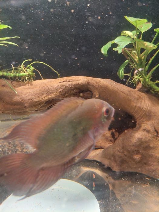 Цихлозома бражник