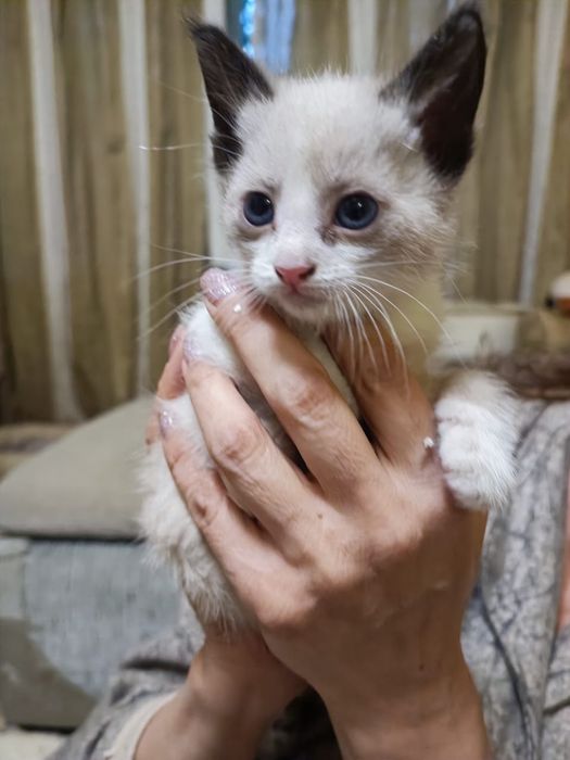 Мальчик-лапочка ищет доброго человека!