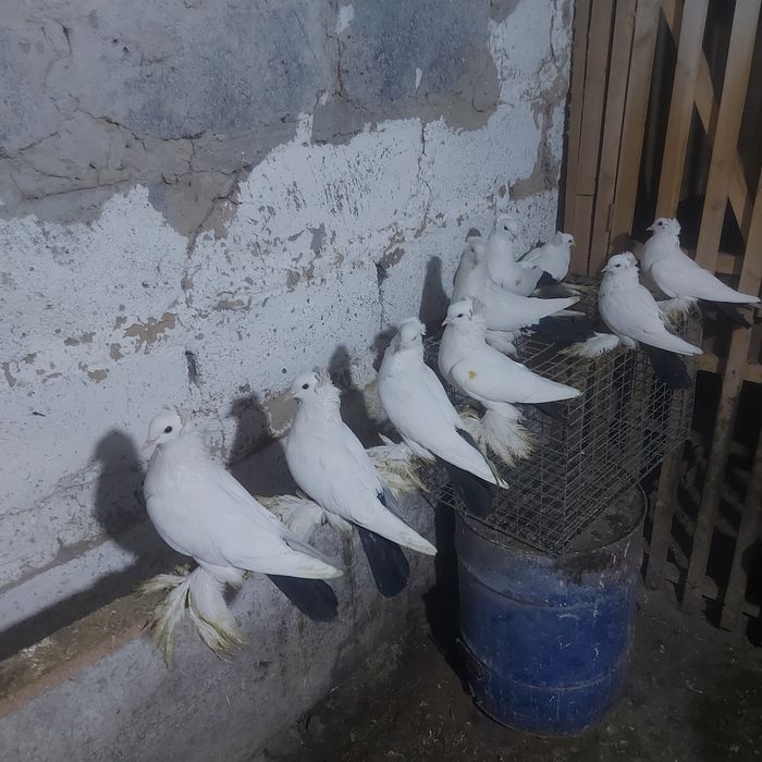 Чернахвость чубати старапародный игравые