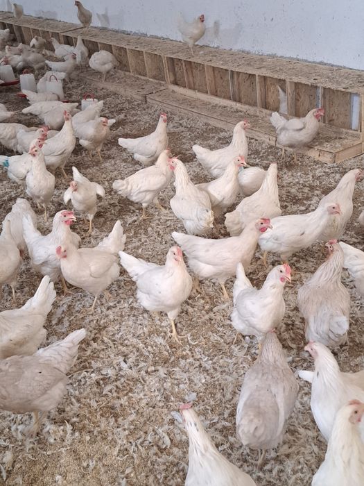 Несушка Тауык Куры Коралл