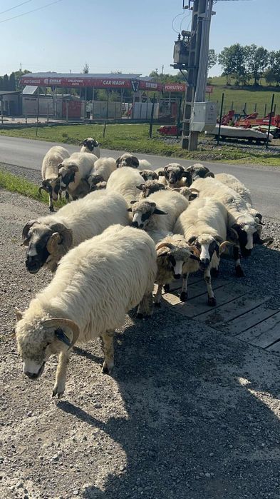 Berbeci brezi de vanzare