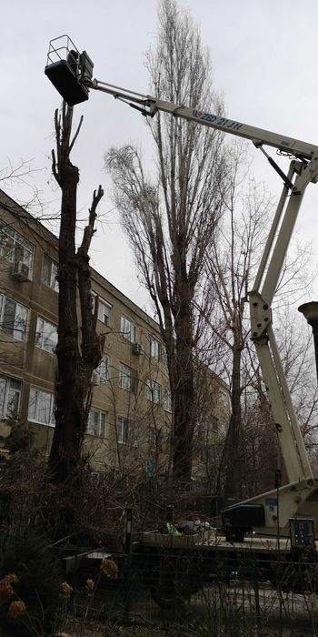 Toaletari/Defrisari Arbori