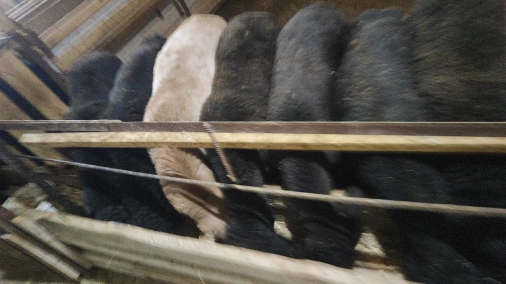 Бордақыда тұрған семіз қойлар