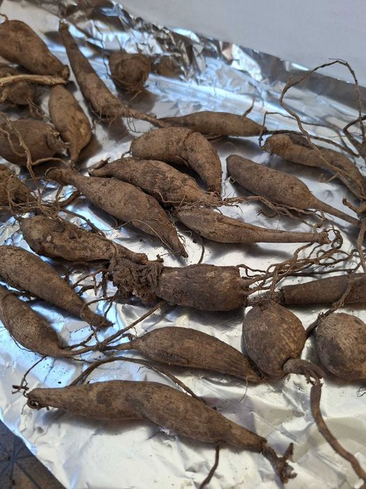 Dallii uriase - bulbi 5 lei mici 10 lei mari