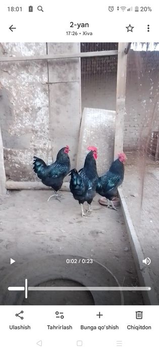 Қора шахзода хурозлар