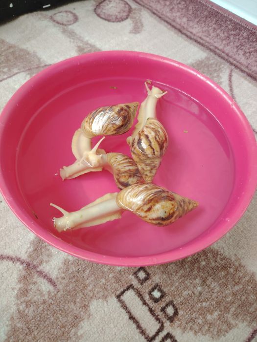 Улитка сатылады 4 еу