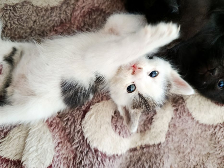 Продам скоттиш страйт котенка