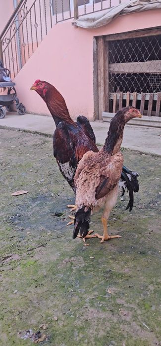 Nems o shamo.  TUXUMI.  tozza privaznoyla