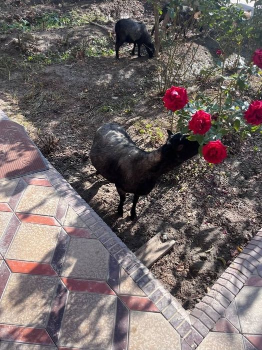 Романов куйлари Сотилади.