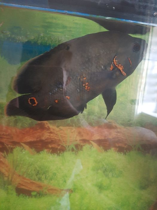 Рыба  Астронотус