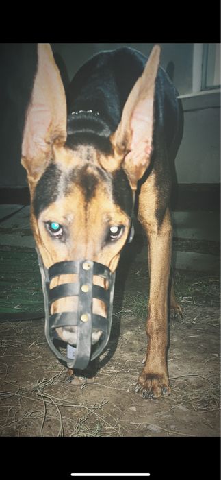 Вязка добермана. Кобель. 2 года