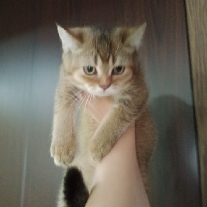Золотой Шиншила мальчик