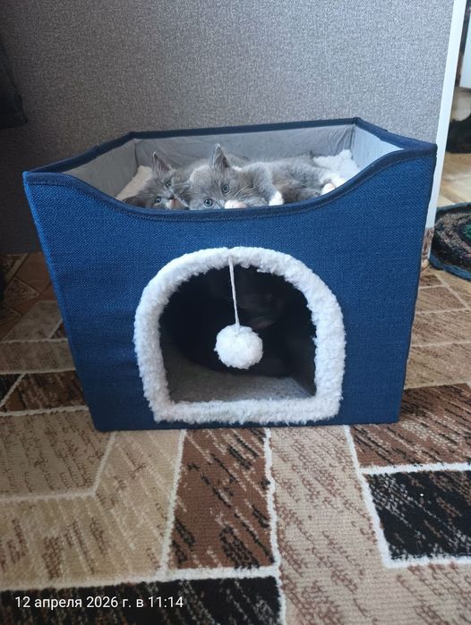 Отдам кошечку серую, 2 мес.