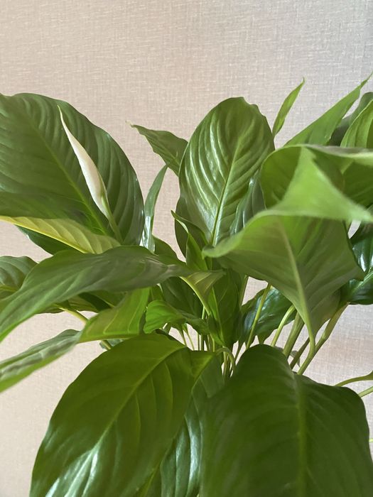 Спатифилум - женское счастье