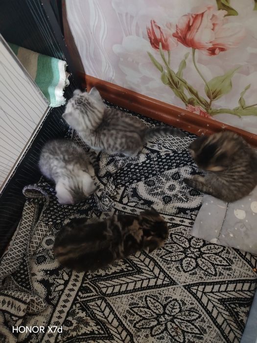 Продам котят страйт и фолд