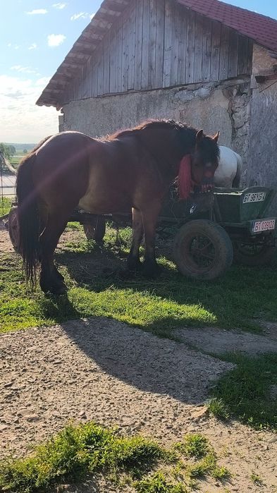 Vând mânz tânăr 2ani jumătate