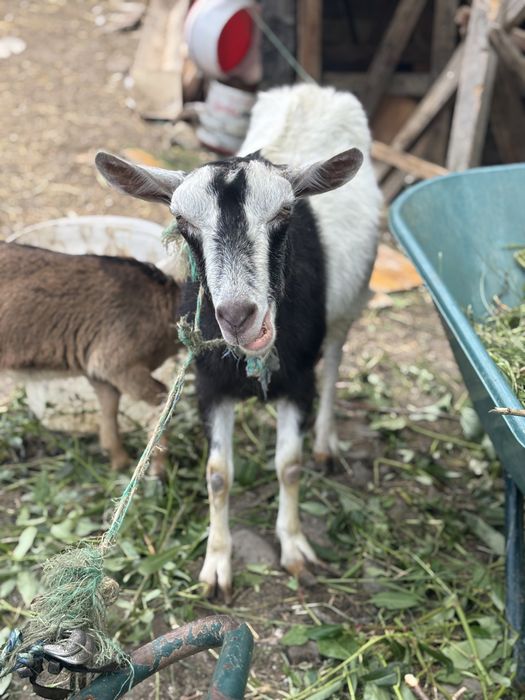 Capra si Iada Nemțești