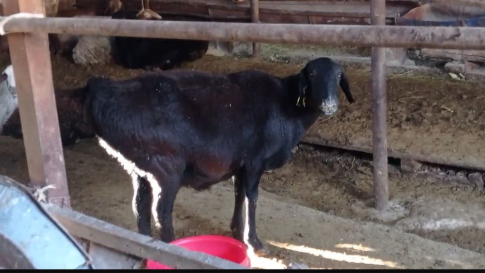 Бараны с откорма