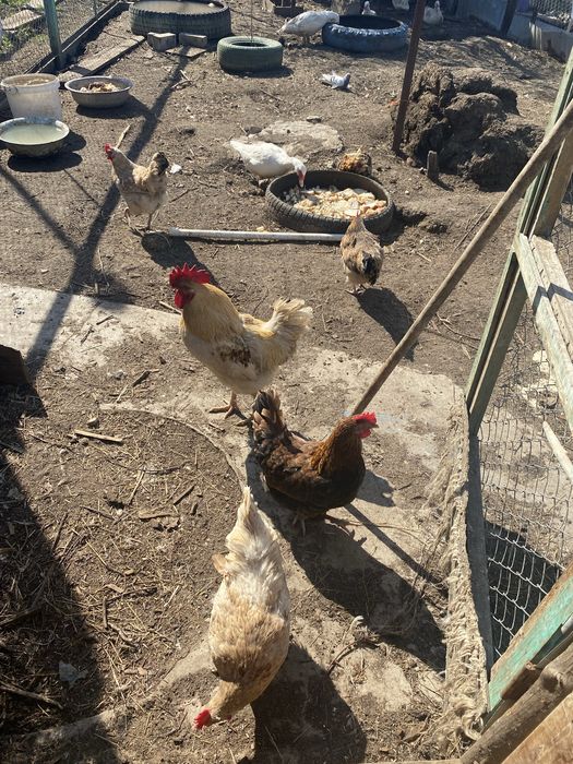 Продам домашних молодых индоуток