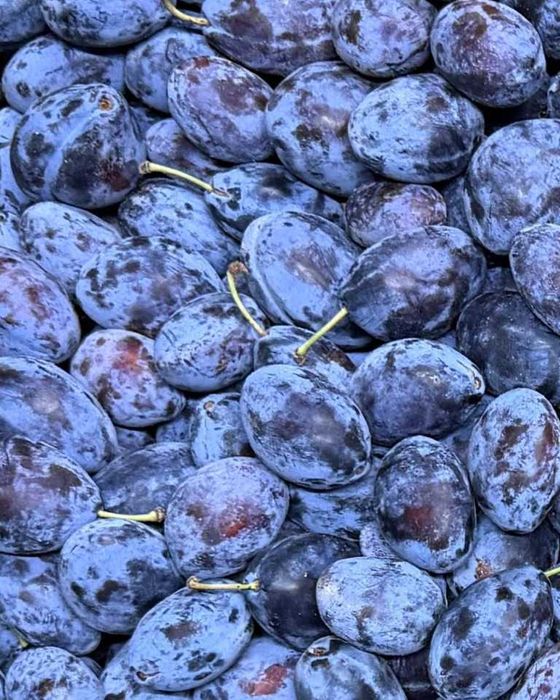 Muscat de Hamburg, Prune Stanley si Eduard de vanzare calitate super