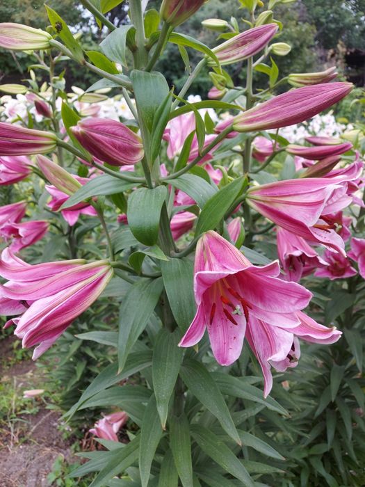 Лилия луковицы цветы