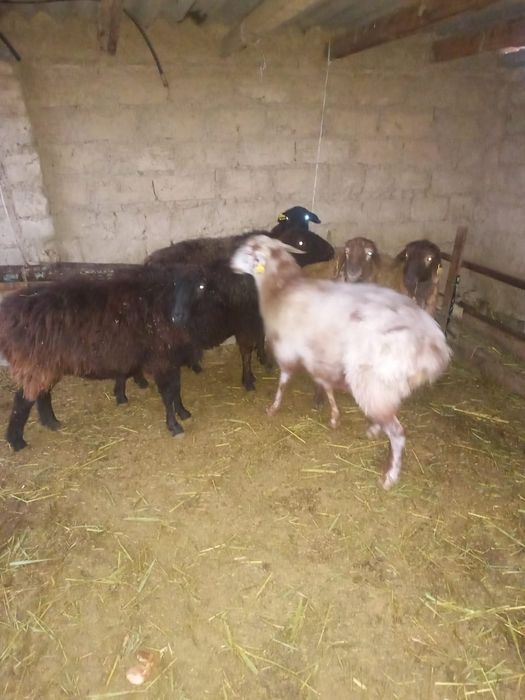 үш саулық сатылады