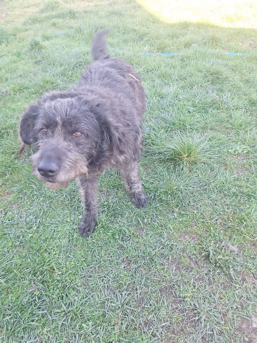 Ofer spre adopție câine ciobanesc