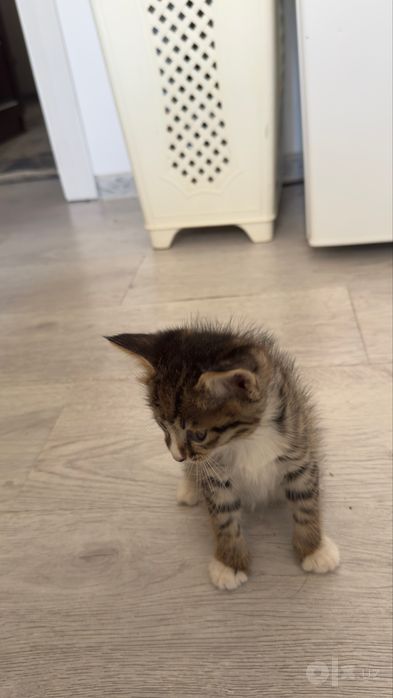 Отдам Кошку и двух котят