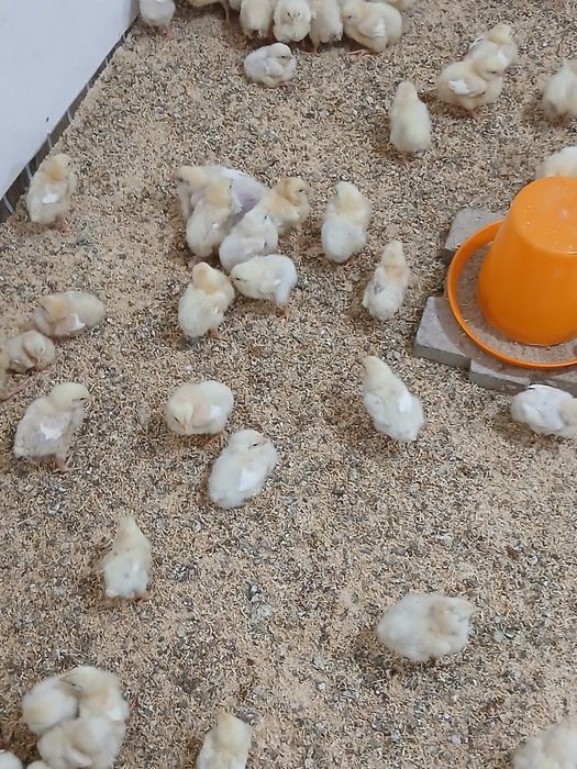 Жужалар сотилади 15.000 дан