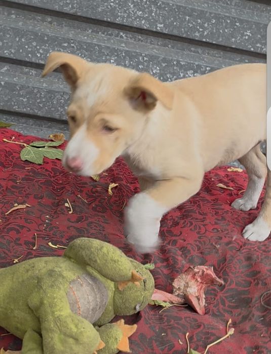 Отдам щенят в добрые руки