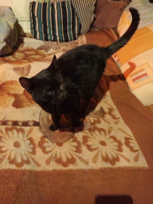 Ofer spre adopție un motănel orb