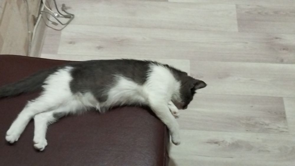 Отдам котенка в добрые руки