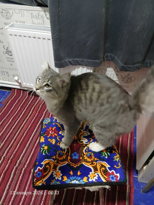 Кот Кеша на вязку