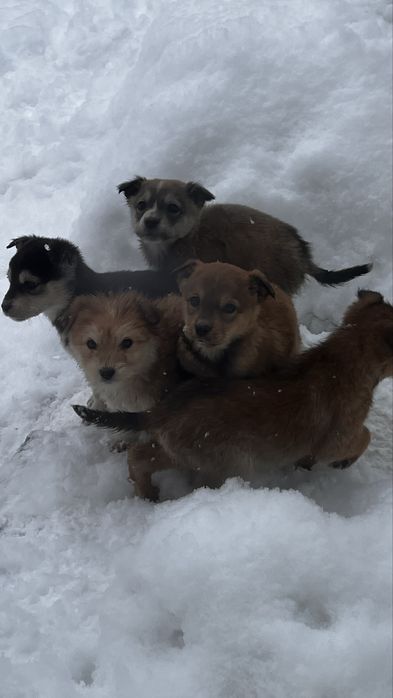 Отдам бесплатно щенят