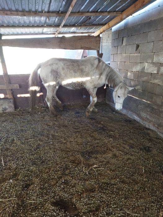 Бие сатлады, откорм