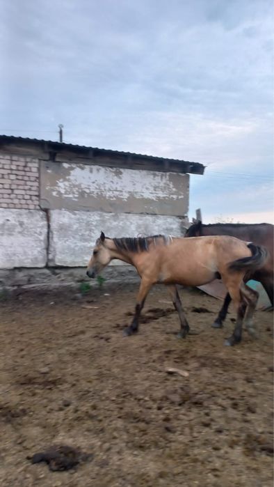 Продам лошадей оптом