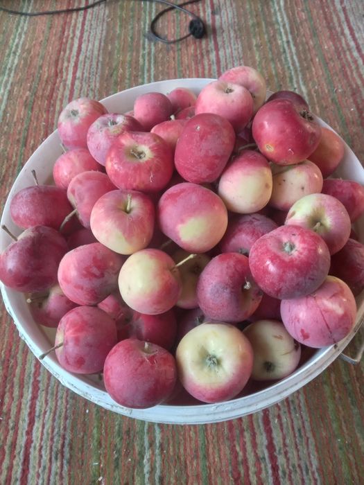 Продам яблоки спелые сладкие