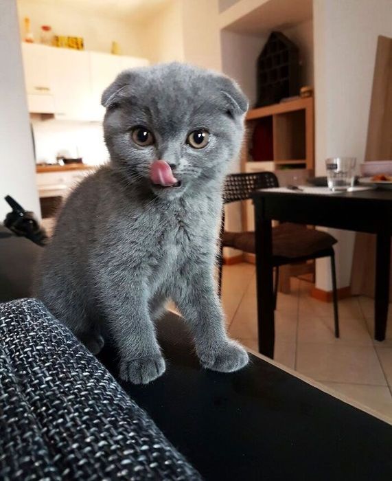 Шотландские котята