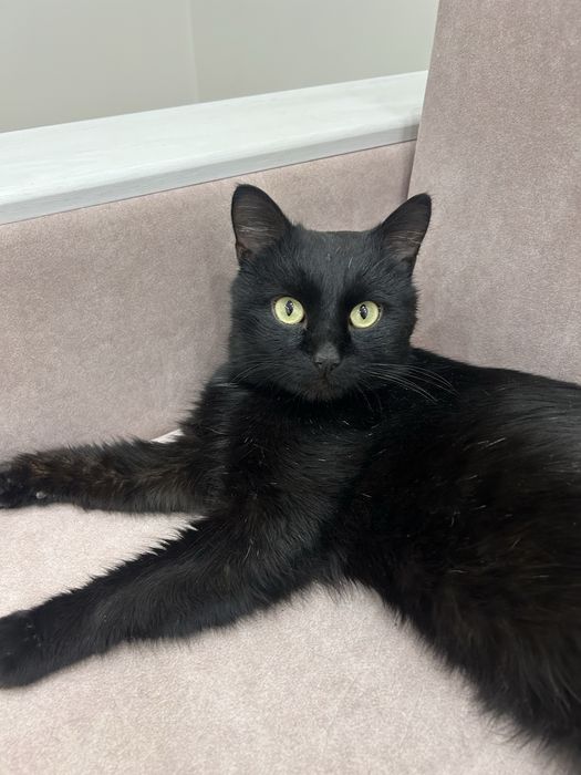 Кот кот котик котик котик