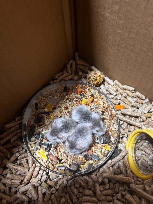 Vand hamsteri pitici