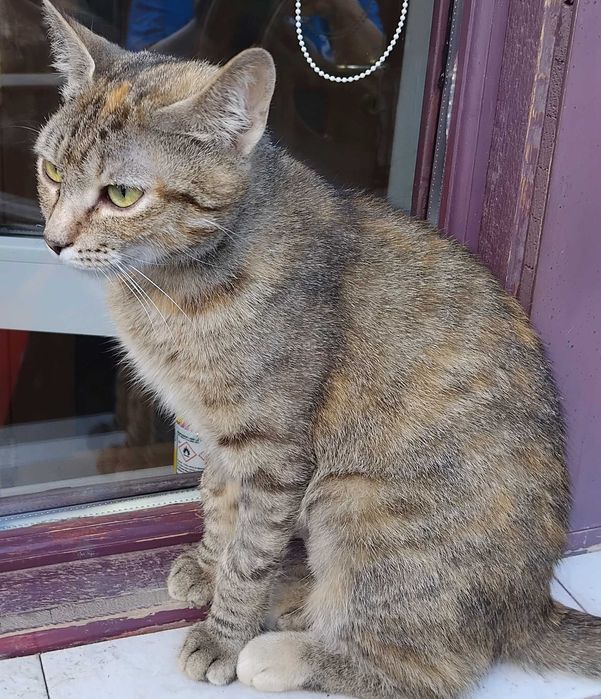 Pisicuta 1 an,sterilizata pentru adoptie